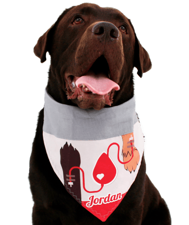 jordan cachorro doador de sangue hemovet